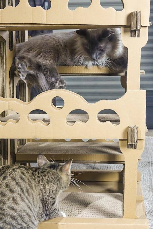 Kraft Cat House W870852