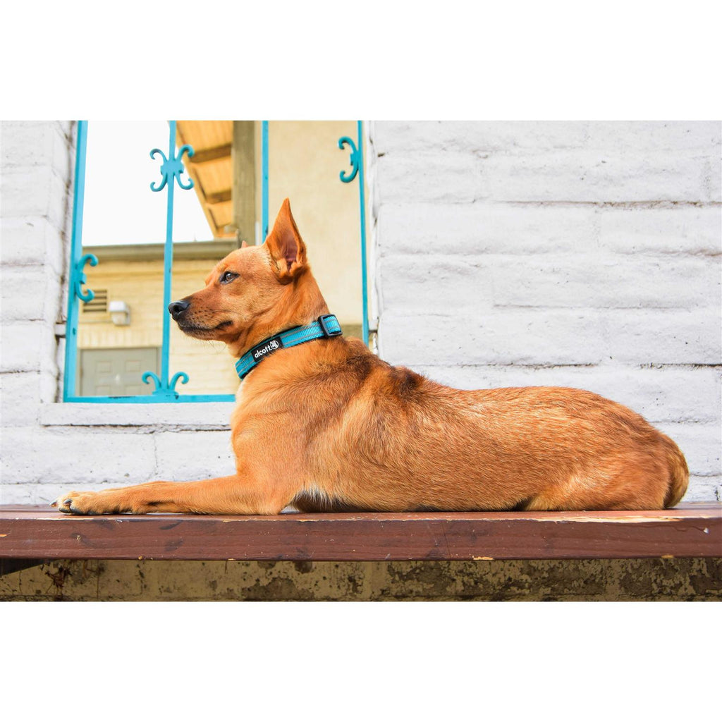 Dog Collar Q349597