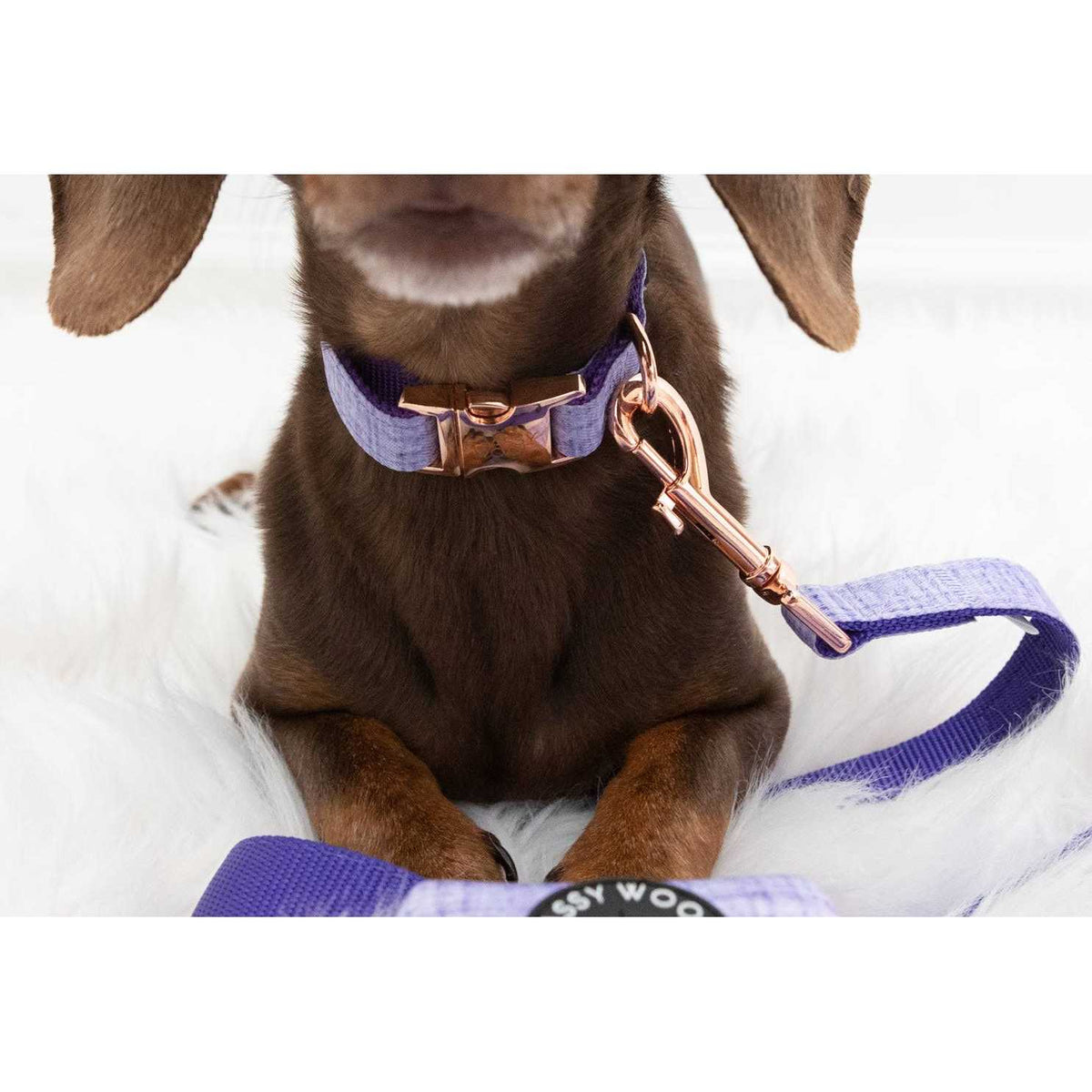 Dog Collar O115