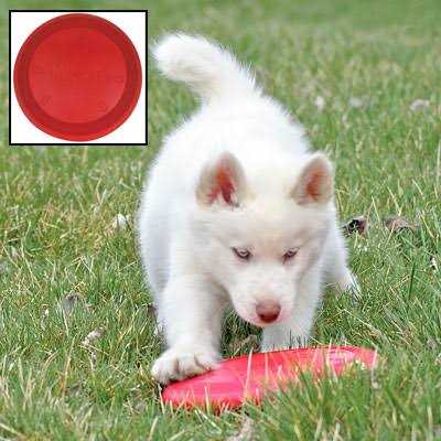 Dog Toy E7569