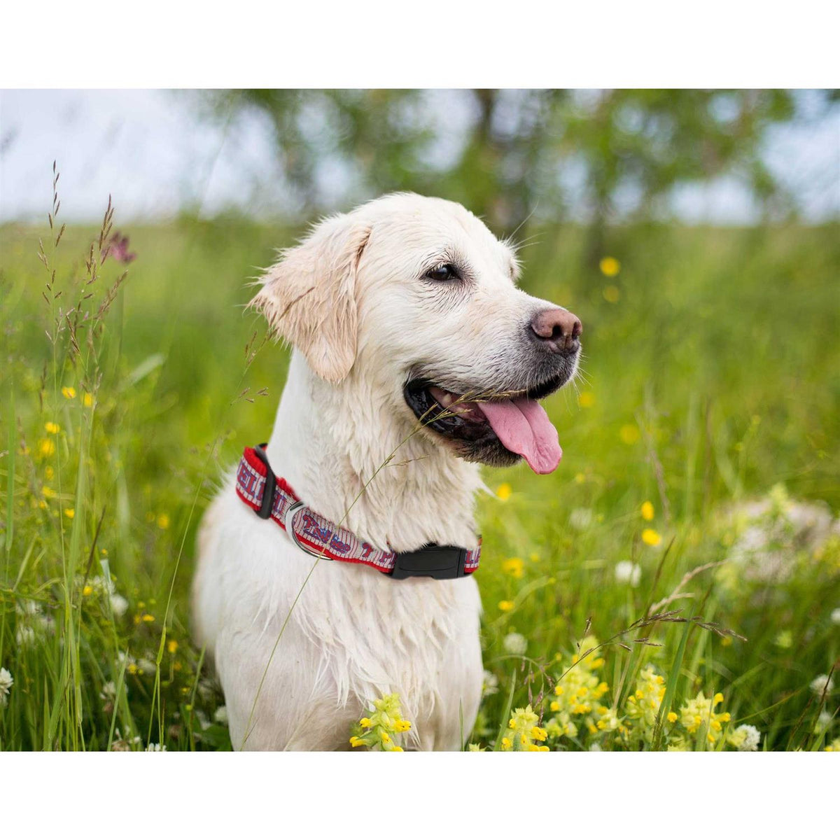 Pet Dog Collar Y760