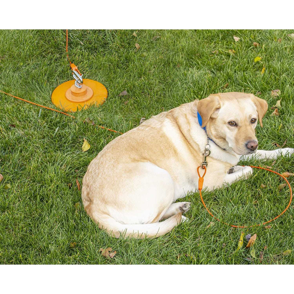 Tie-Out Cables for Dogs up to 100 Feet B993