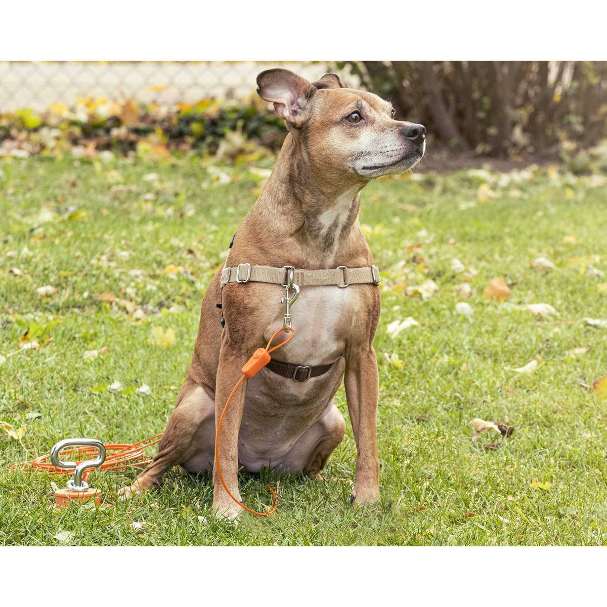 Tie-Out Cables for Dogs up to 100 Feet B993