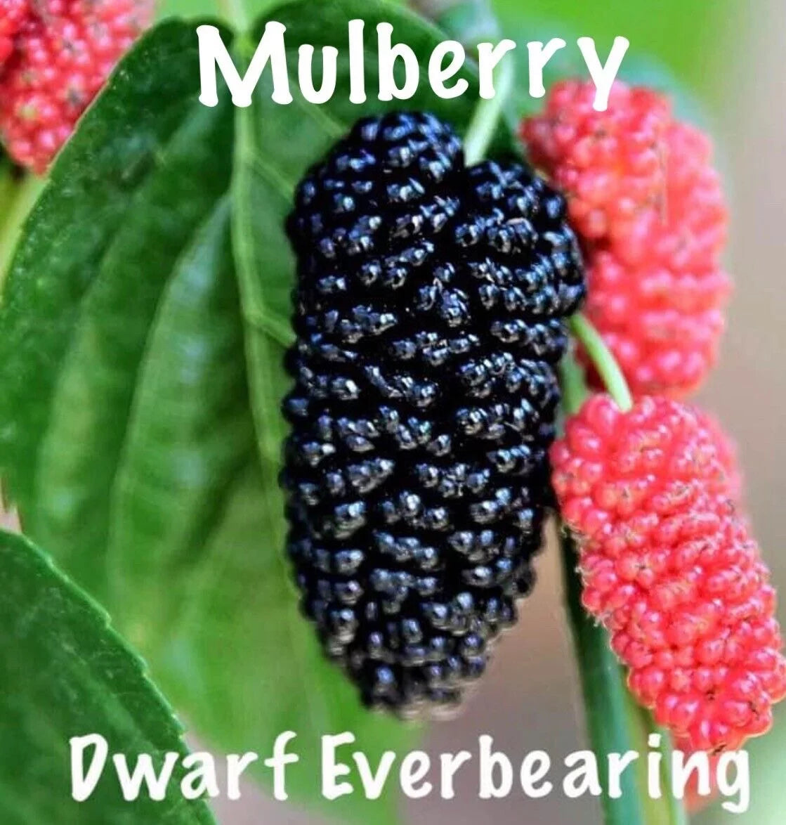 Dwarf Everbearing Morus nigra 2 Live Plants W7079