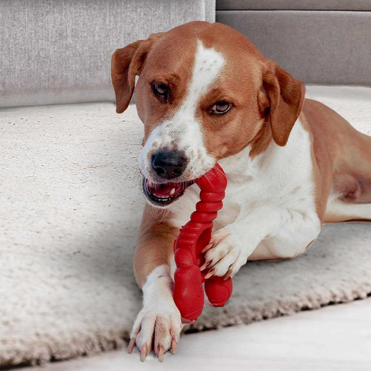 Power Chew Lobster Dog Toy Filet Mignon N952319