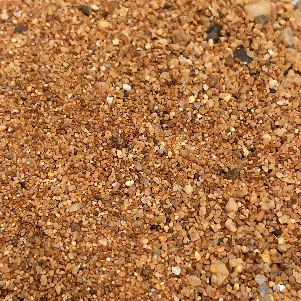 Australian Desert Dragon Habitat M113720
