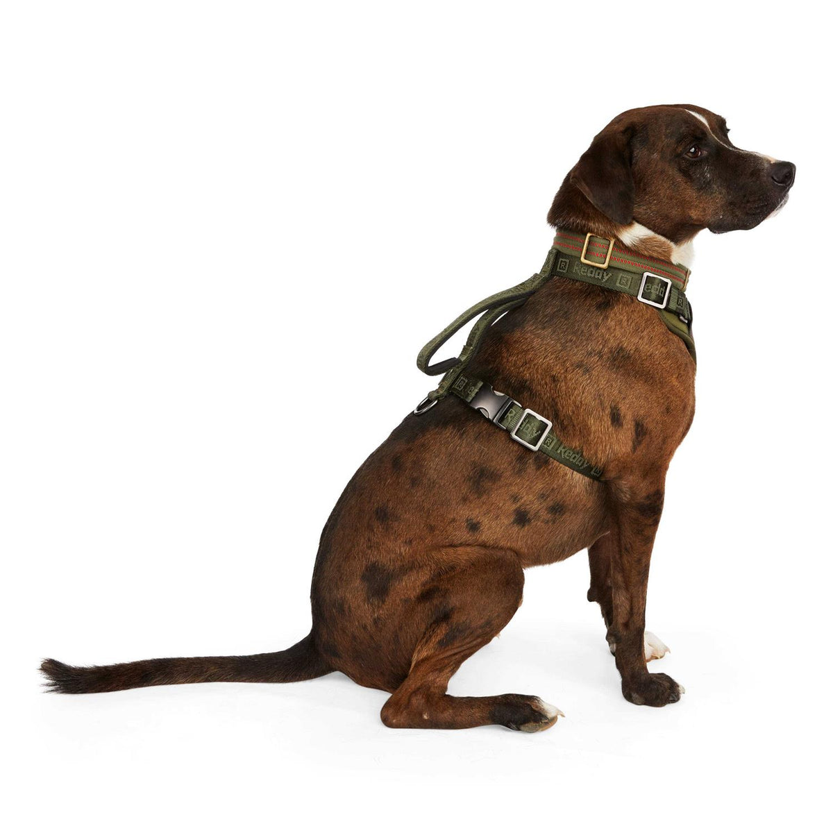 Dog Harness P67926