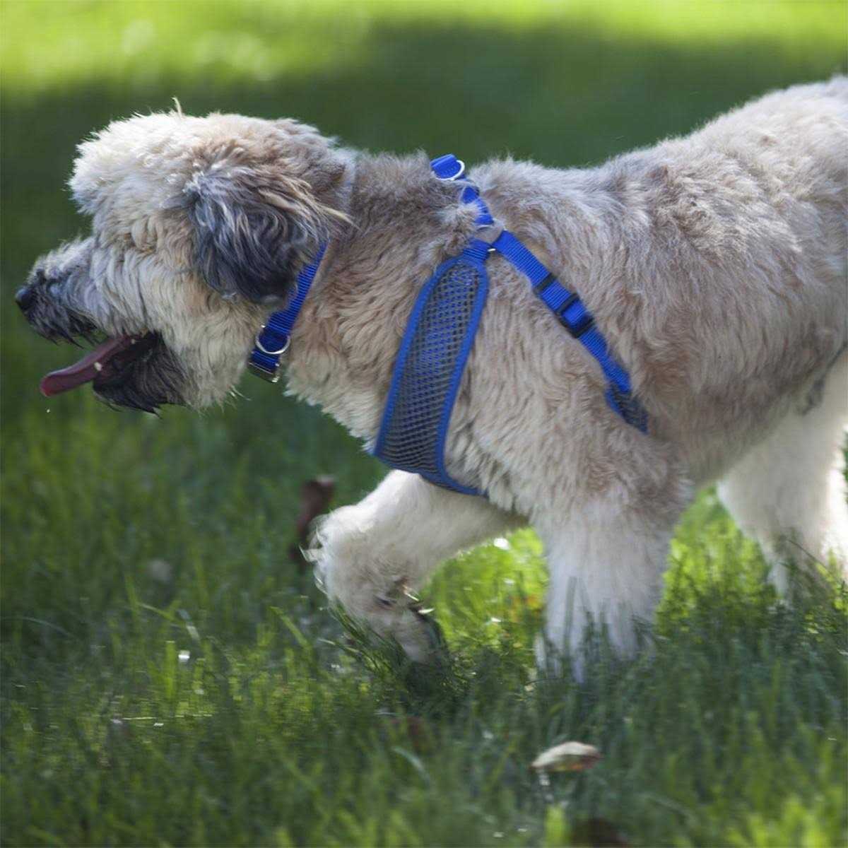 Adjustable Dog Harness G220269