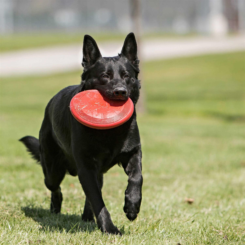 Dog Toy E7569