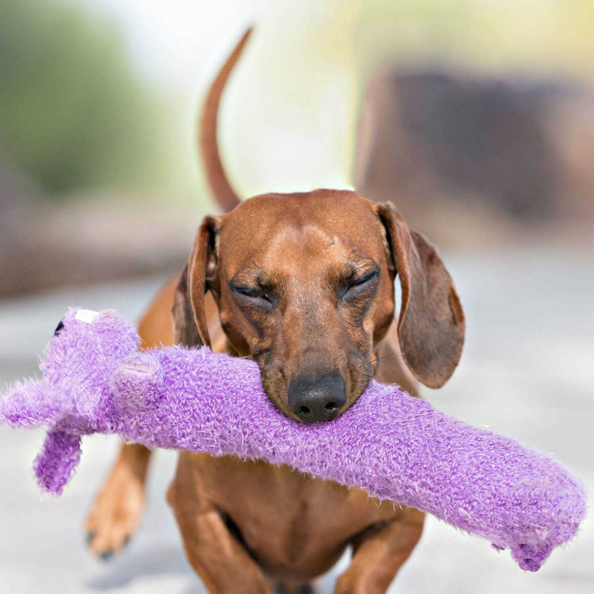 Dog Toy Y2849