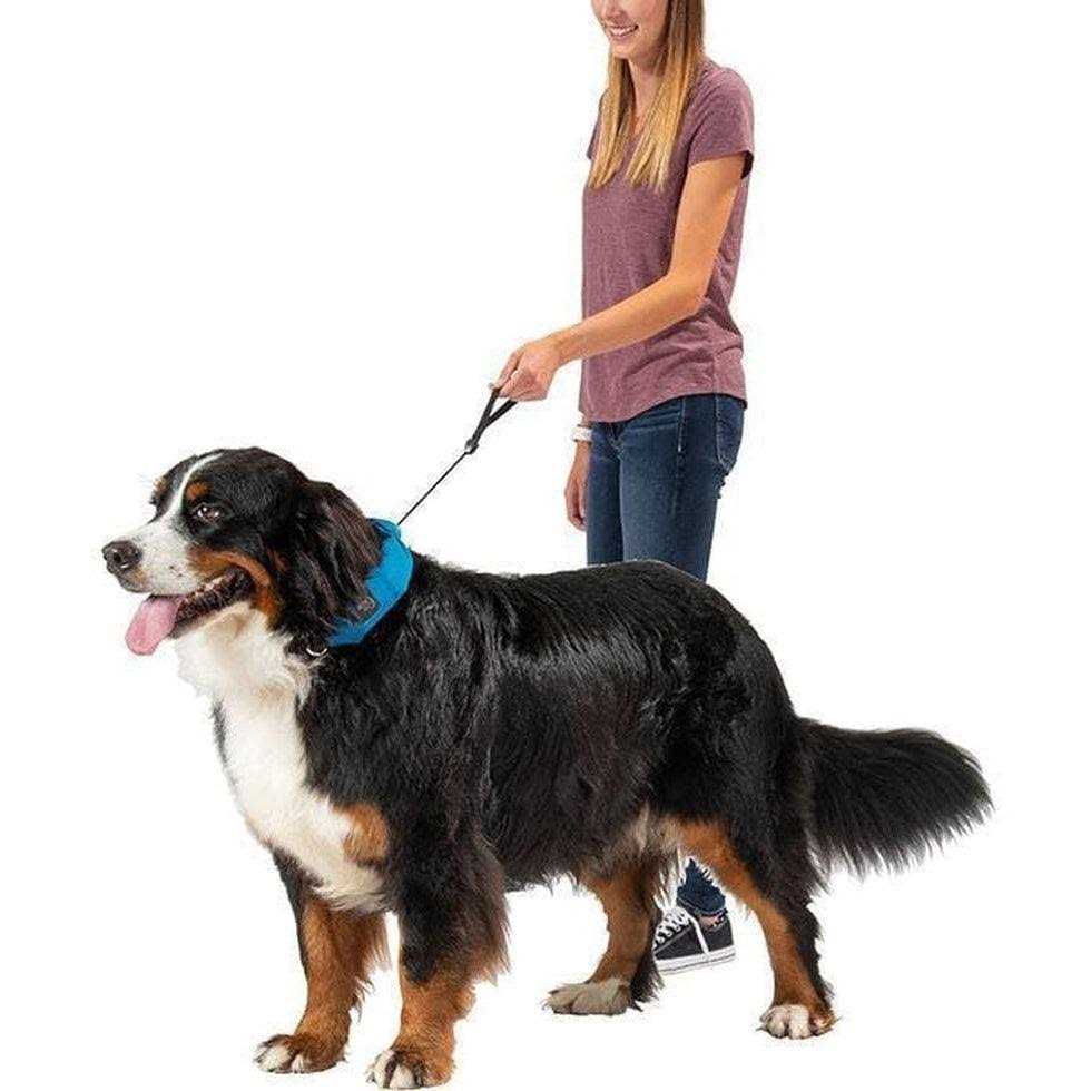All-In-One Collar + Leash O1091