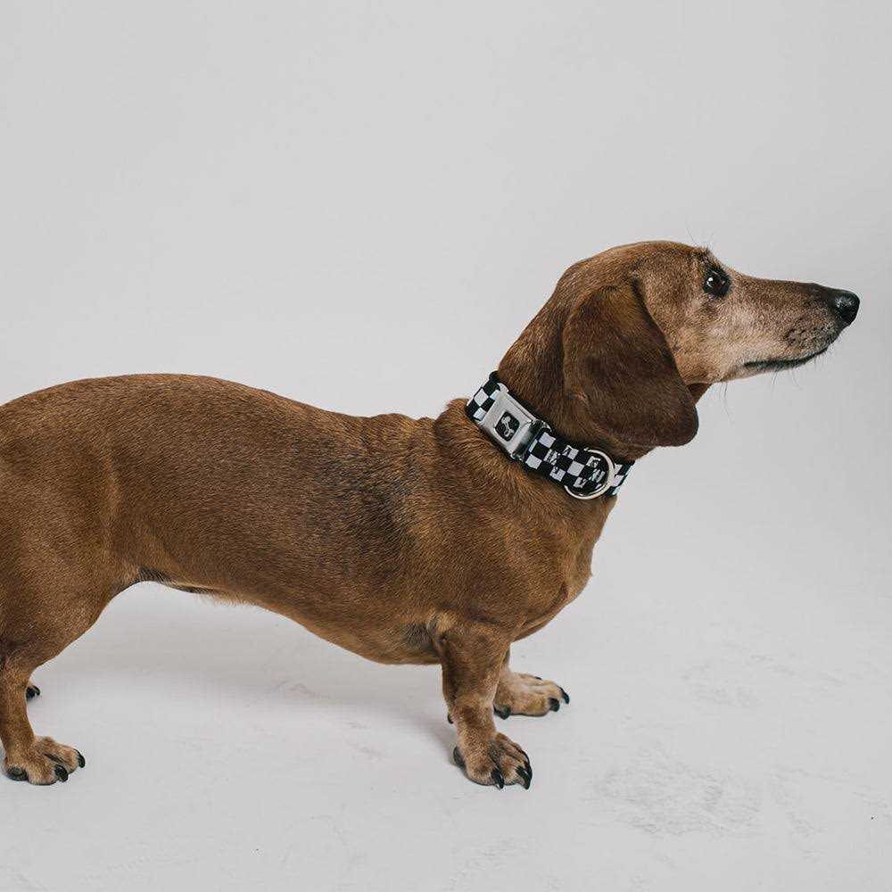 Dog Collar Seatbelt Buckle K75692